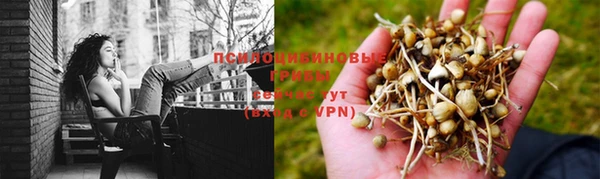 индика Белокуриха